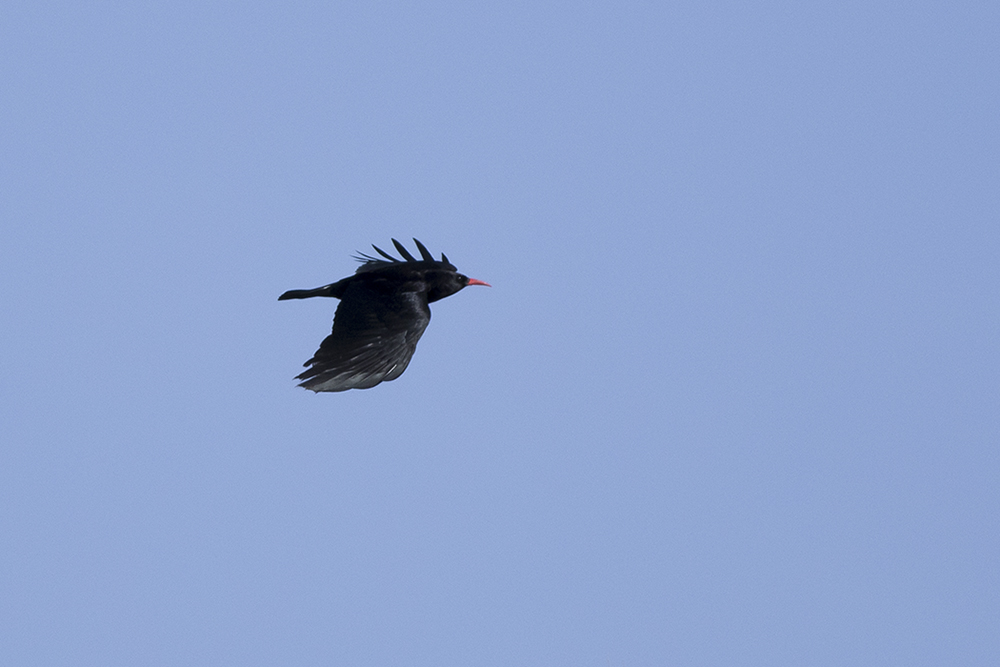Red-billed Chough